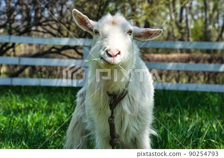 山羊吃草 90254793