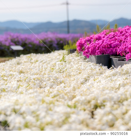 White and pink turf cherry blossoms White and pink turf cherry blossoms 90255016