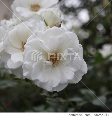 一朵白玫瑰 90255017
