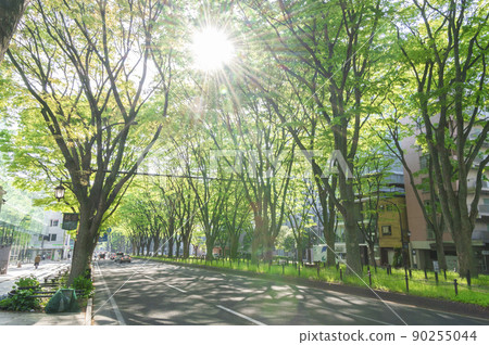 Joshu寺廟街道的新鮮綠色 90255044