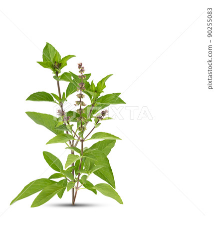 Fresh herbs. Green basil Isolated on white background 90255083