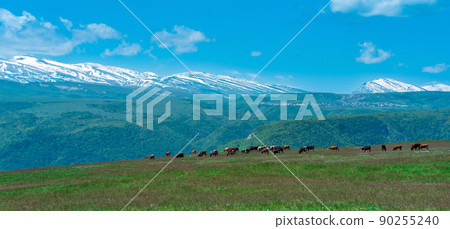 herd of cows grazes on an alpine meadow against the backdrop of snowy mountain peaks herd of cows grazes on an alpine meadow against the backdrop of snowy mountain peaks 90255240