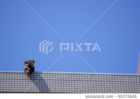 The black kite I met in the city The black kite I met in the city 90255626