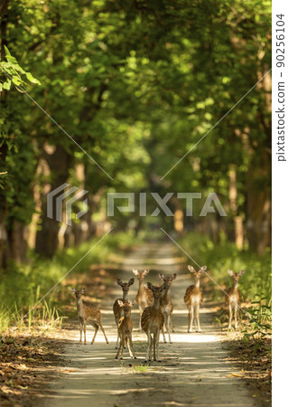 spotted deer or chital or axis deer family head on in herd or group blocking road or track at chuka ecotourism safari or pilibhit national park terai forest reserve uttar pradesh india asia 90256104