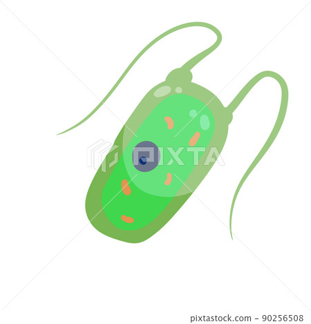 Chlamydomonas plankton. Small unicellular 90256508