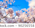 櫻花和天空 90256558