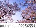 櫻花和天空 90256559