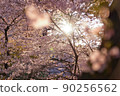 櫻花和天空 90256562