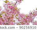 櫻桃樹 90256910