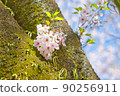 櫻花和樹 90256911