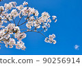  櫻花和藍天 90256914