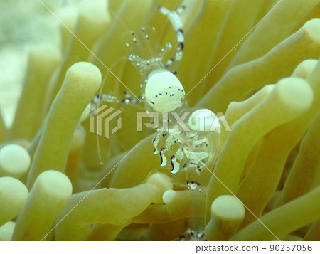 石垣島海底，假紅斑蝦 90257056