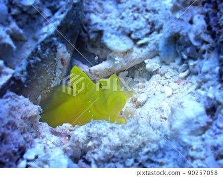 Jawfish lurking on the seabed of Ishigaki Island Jawfish lurking on the seabed of Ishigaki Island 90257058