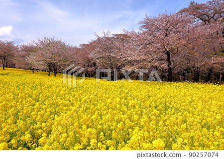 群馬縣前橋市Naegashimamachi,赤城南側有一千株櫻花和一排吉野櫻花樹的油菜花田 群馬縣前橋市Naegashimamachi,赤城南側有一千株櫻花和一排吉野櫻花樹的油菜花田 90257074