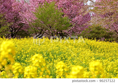 Naegashimamachi, Maebashi City, Gunma Prefecture, Akagi South Senbonzakura rape field and Yae Sakura Beniho Naegashimamachi, Maebashi City, Gunma Prefecture, Akagi South Senbonzakura rape field and Yae Sakura Beniho 90257122