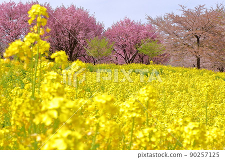 群馬縣前橋市長島町赤城南千本櫻油菜田和八重櫻紅穗 90257125