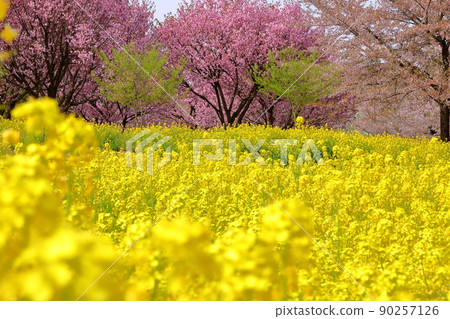 Naegashimamachi, Maebashi City, Gunma Prefecture, Akagi South Senbonzakura rape field and Yae Sakura Beniho 90257126