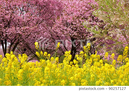Naegashimamachi, Maebashi City, Gunma Prefecture, Akagi South Senbonzakura rape field and Yae Sakura Beniho Naegashimamachi, Maebashi City, Gunma Prefecture, Akagi South Senbonzakura rape field and Yae Sakura Beniho 90257127