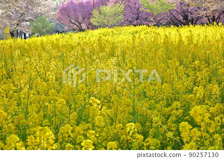 Naegashimamachi, Maebashi City, Gunma Prefecture, Akagi South Senbonzakura rape field and Yae Sakura Beniho 90257130
