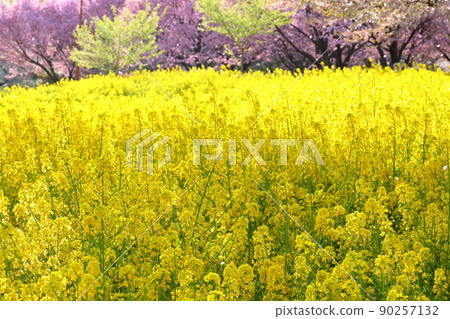 Naegashimamachi, Maebashi City, Gunma Prefecture, Akagi South Senbonzakura rape field and Yae Sakura Beniho 90257132