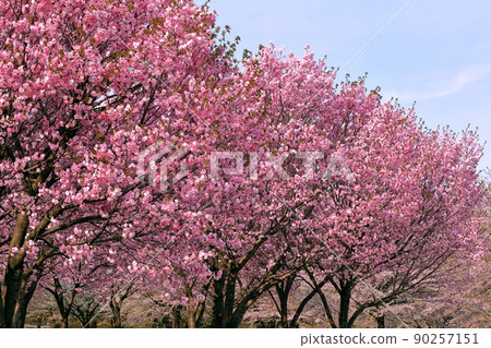 群馬縣前橋市內加島町赤城南千本櫻八重櫻紅人 群馬縣前橋市內加島町赤城南千本櫻八重櫻紅人 90257151