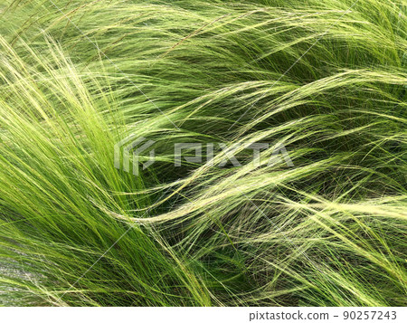 Vulpia myuros fluttering in the wind 90257243