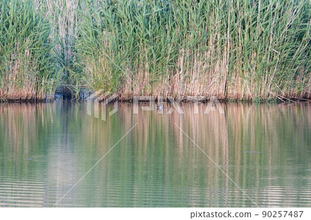 Green grass reflected in the lake Green grass reflected in the lake 90257487