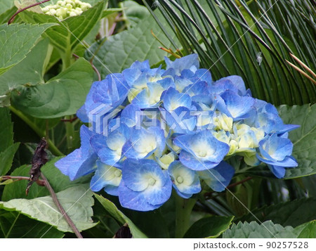 hydrangea   90257528