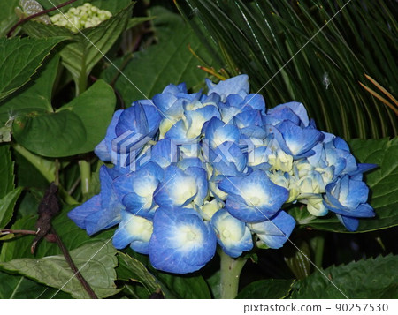 hydrangea   90257530
