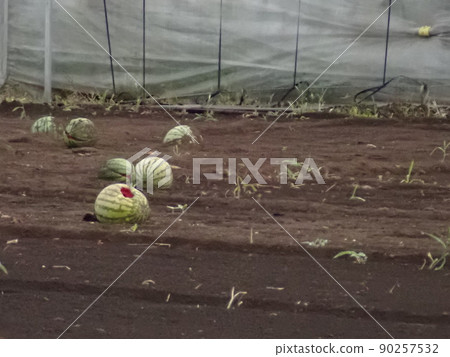 Watermelon field Watermelon field 90257532
