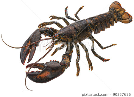 Fresh raw lobster isolated on white background, full depth of field 90257656