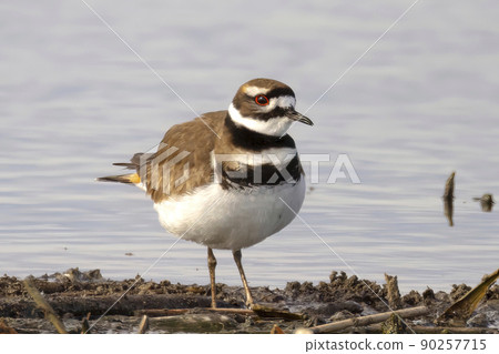 Killdeer bird, a large plover found in the Americas in Alberta, Canada during the spring. Killdeer bird, a large plover found in the Americas in Alberta, Canada during the spring. 90257715