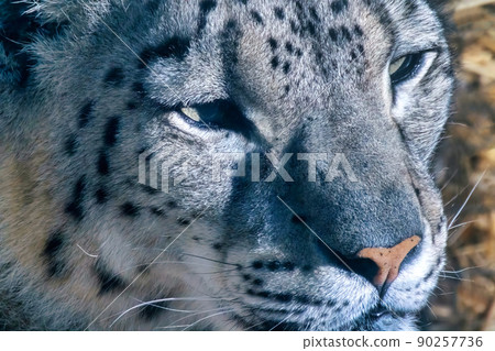 A close up to a Snow leopard A close up to a Snow leopard 90257736