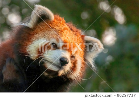 A close up to a red panda 90257737