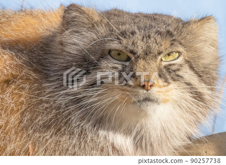 A close up of a Pallas's Cat face 90257738