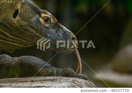 A close up to a Komodo dragon at night 90257739