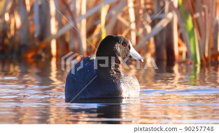A close up to an American coot a mud hen or pouldeau bird, a bird of the family Rallidae. A close up to an American coot a mud hen or pouldeau bird, a bird of the family Rallidae. 90257748