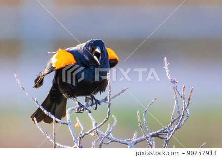 A Close up to a singing Red-winged blackbird or Agelaius phoeniceus at the beginning of Spring 90257911