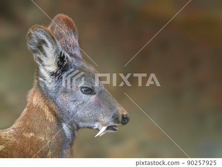 A close up of a Siberian musk deer head 90257925