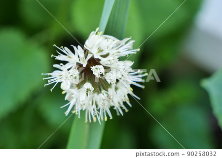 植物、青蔥花、名蒜、名貴大蒜，只能在寒冷地區種植 90258032