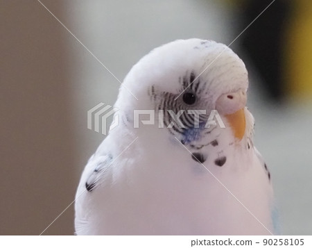 Sekisei parakeet 90258105