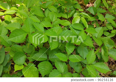 High Angle Close up of a Patch of Poison Ivy Plants on a Sunny Day High Angle Close up of a Patch of Poison Ivy Plants on a Sunny Day 90258116