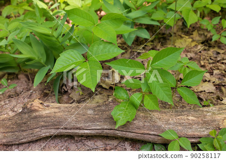 High Angle Close up of a Patch of Poison Ivy Plants on a Sunny Day 90258117