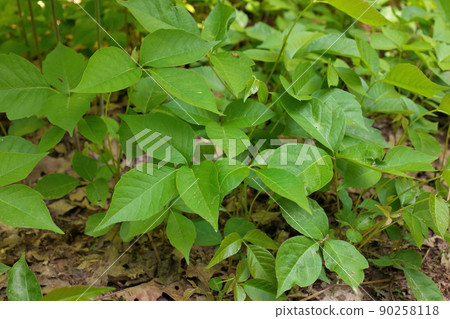 High Angle Close up of a Patch of Poison Ivy Plants on a Sunny Day 90258118