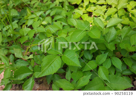 High Angle Close up of a Patch of Poison Ivy Plants on a Sunny Day 90258119