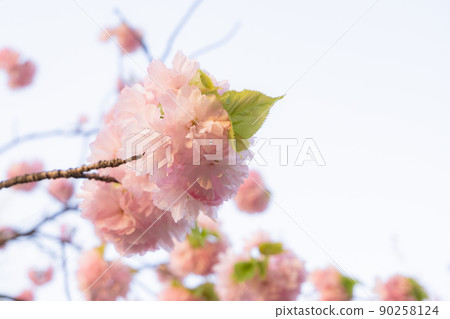 兩個粉紅色的櫻花 90258124