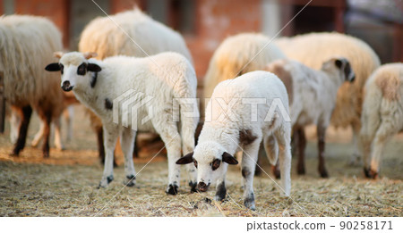Small lambs on background of sheeps in corral on the farm. Bio organic healthy food and wool production. Growing livestock is a traditional direction of agriculture. Animal husbandry. Small lambs on background of sheeps in corral on the farm. Bio organic healthy food and wool production. Growing livestock is a traditional direction of agriculture. Animal husbandry. 90258171