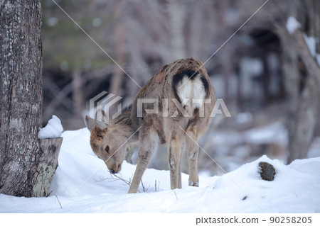 Wild deer (sika deer) eating tree branches in the snowy mountains in the midwinter Wild deer (sika deer) eating tree branches in the snowy mountains in the midwinter 90258205