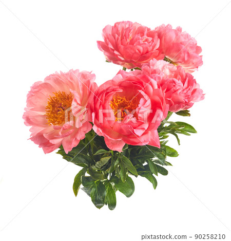 Beautiful pink peonies flowers isolated on white background 90258210