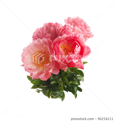 Beautiful pink peonies flowers isolated on white background 90258211